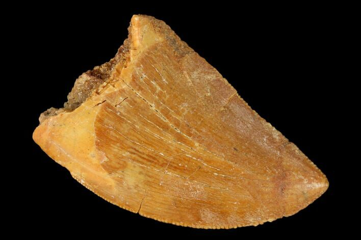 Serrated, Carcharodontosaurus Tooth - Real Dinosaur Tooth #145724